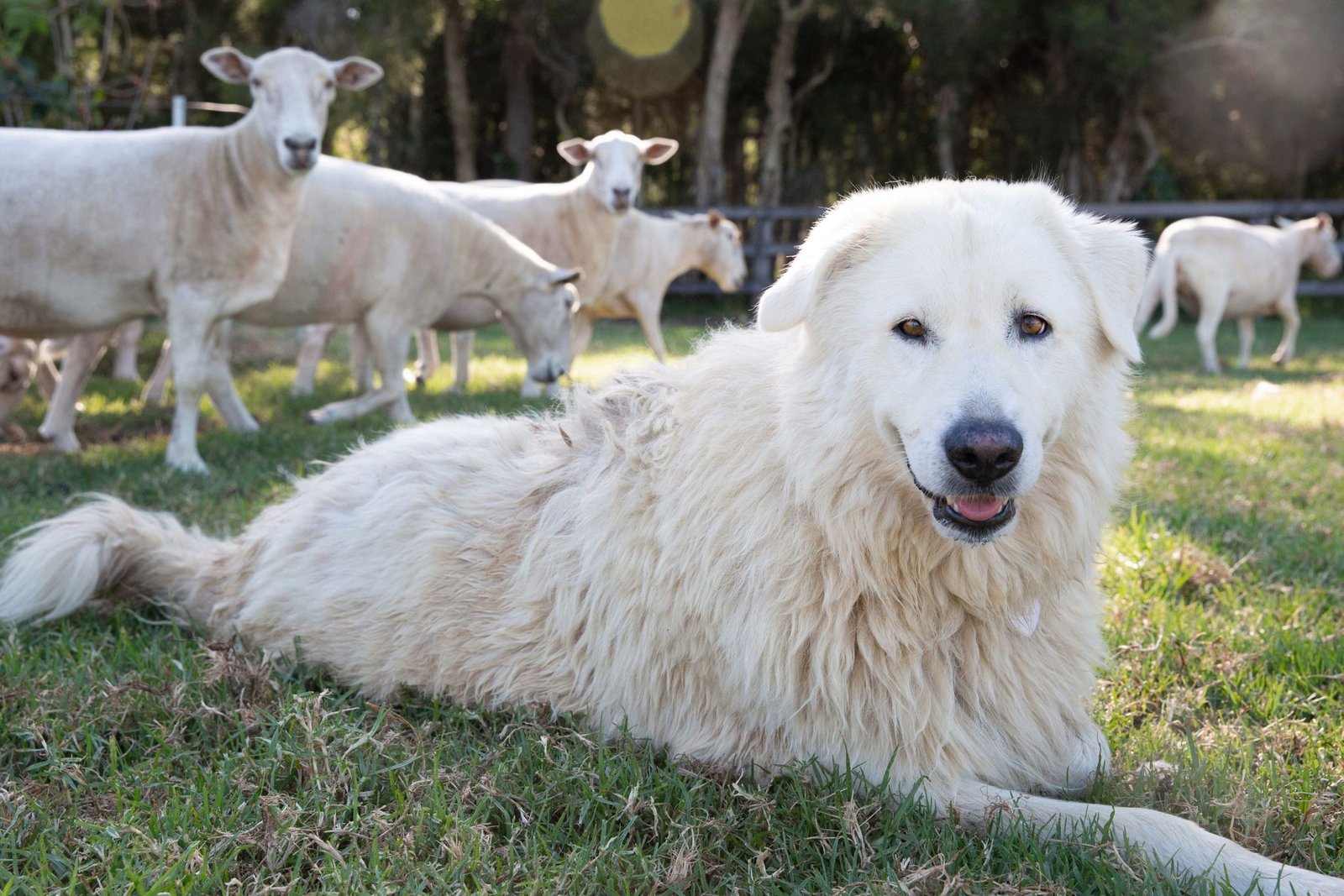 10 Best Dog Breeds for Farms