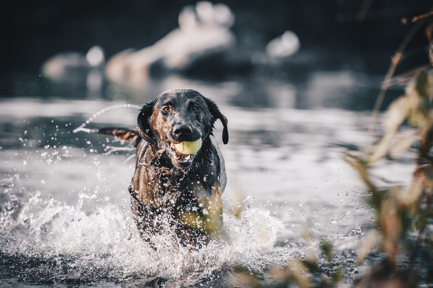 news 10 Best Dog Breeds for Swimming And Water Activities