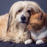 10 Best Dog Breeds That Get Along With Cats