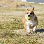 10 Top Dog Breeds That Like to Play