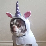 10 Unhappy Dogs In Halloween Costumes [Picture Gallery]