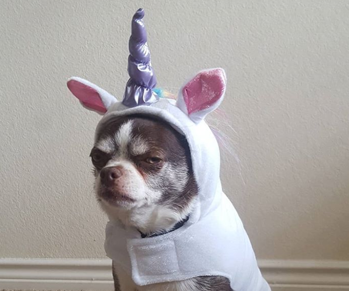 10 Unhappy Dogs In Halloween Costumes [Picture Gallery]