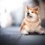 13 Dog Breeds That Look the Most Like Foxes