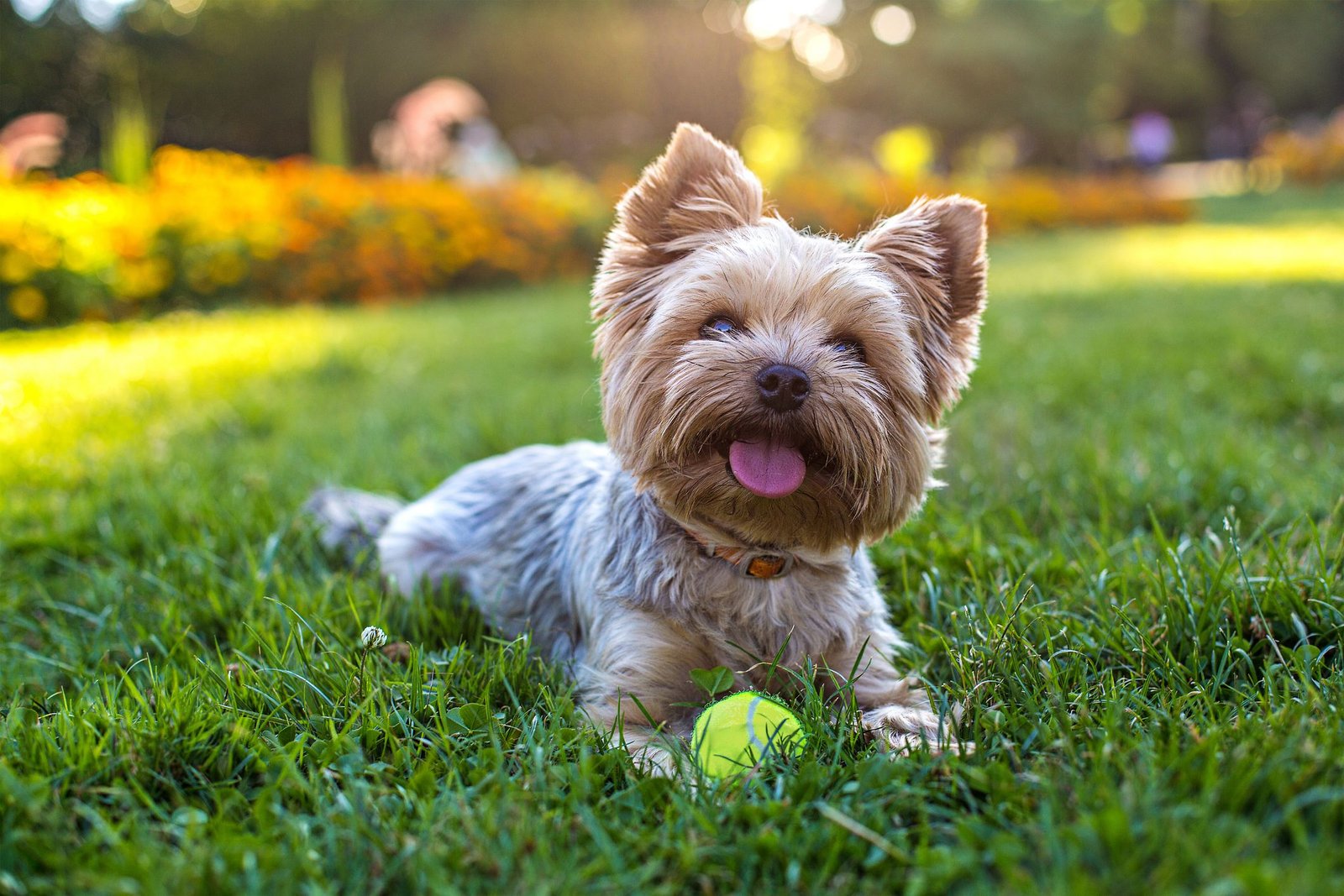 13 Dog Breeds That Thrive in Hot Weather