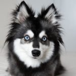 14 Dog Breeds With Blue Eyes