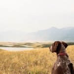 15 Best Dogs for Hiking And Climbing