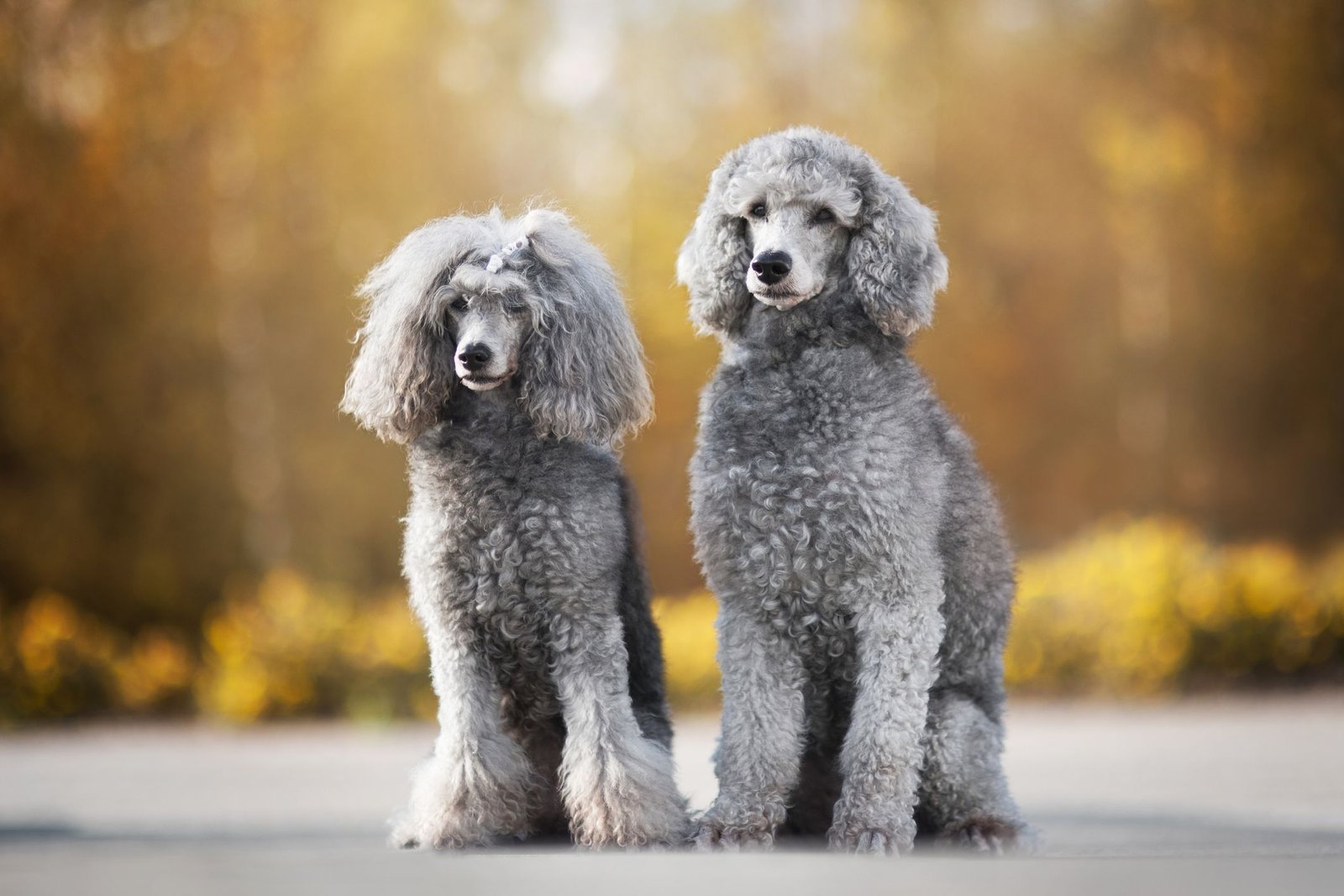 16 Big Dog Breeds That Don’T Shed