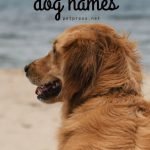 180 Beach-Inspired Dog Names