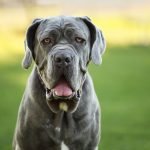 20 Blue Dog Breeds for Lovers of This Unique Color