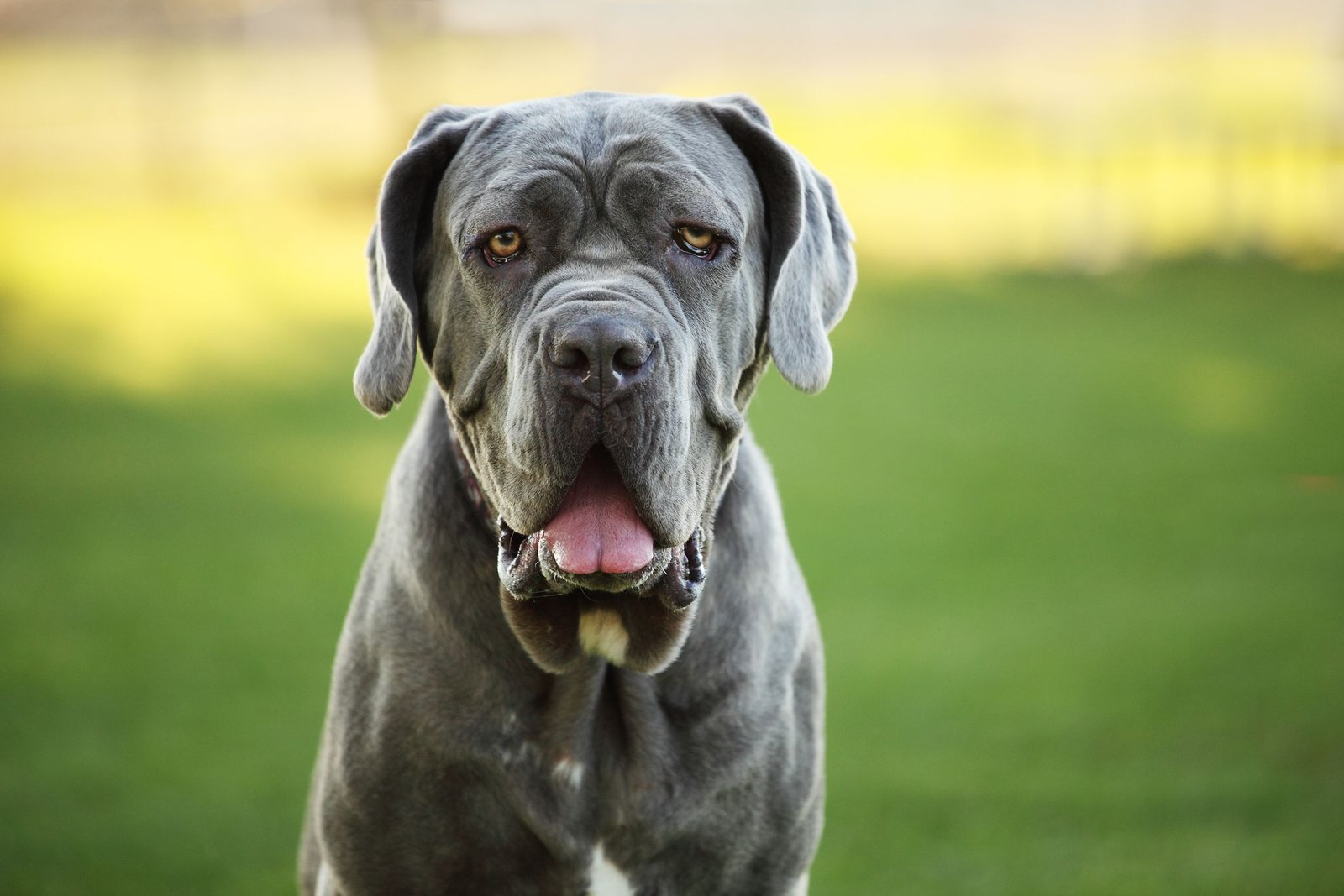 20 Blue Dog Breeds for Lovers of This Unique Color