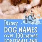 200+ Disney Boy Dog Names