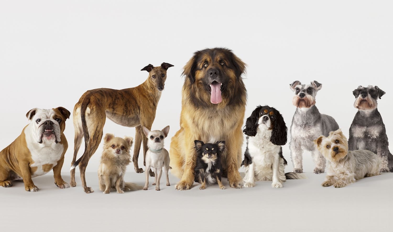 200+ Dog Breeds Feature All Types of Dogs