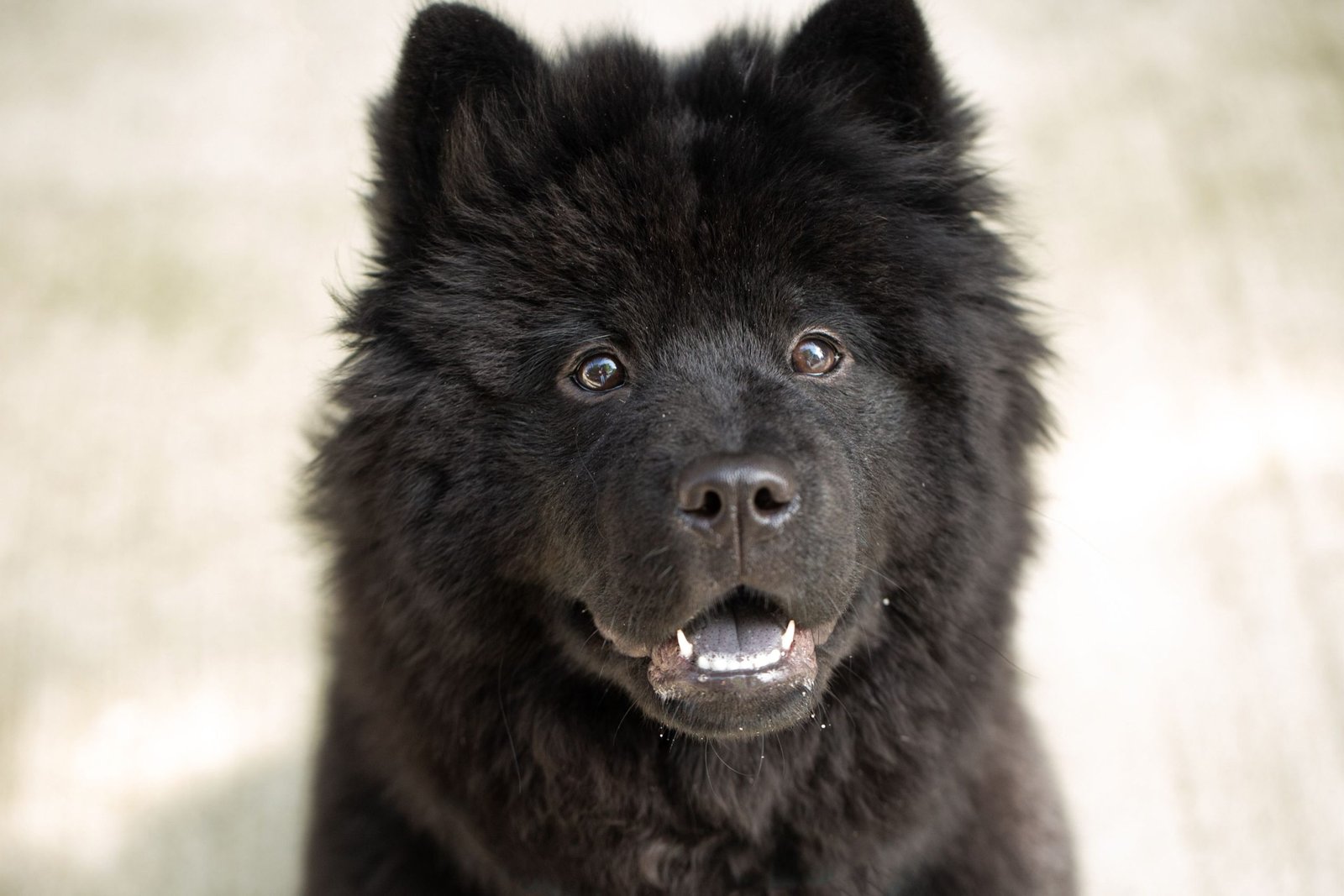 23 Popular Black Dog Breeds