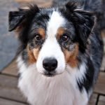 480 Old Fashioned Dog Names—Old School Dog Name Ideas