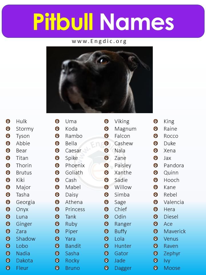 500+ English Bulldog Names: Popular Male And Female Names