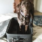 6 Tips So You Can Relax When You Travel Without Your Dog