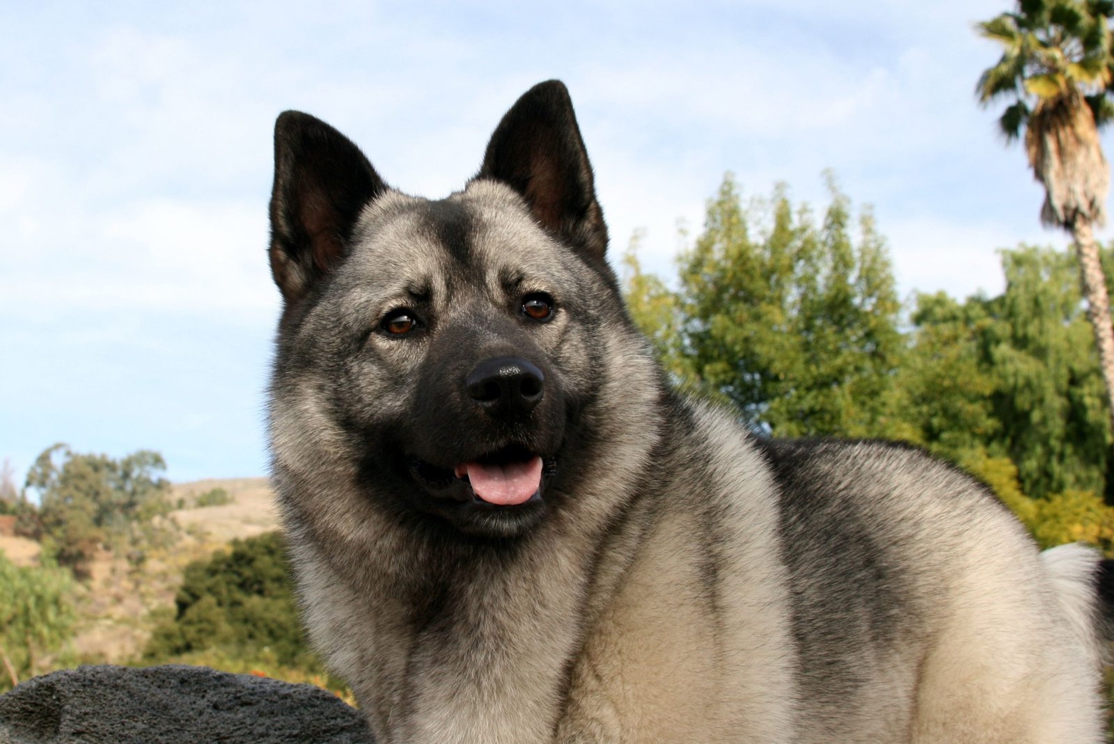 6 Top Dog Breeds From Norway