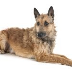 7 Dog Breeds From Belgium