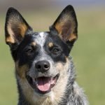 9 Australian Dog Breeds for Aficionados