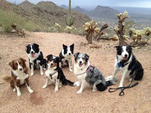Agility Trainer And Six Dogs Crash in the Desert