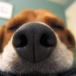 Amazing Facts About a Dog'S Sense of Smell
