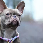 Armed Robbers Target French Bulldogs