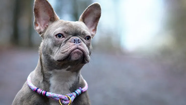 Armed Robbers Target French Bulldogs