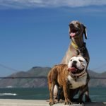 Best Dog-Friendly Cities For Your Next Vacation