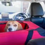 Best Way to Restrain a Dog in Your Car for Safety