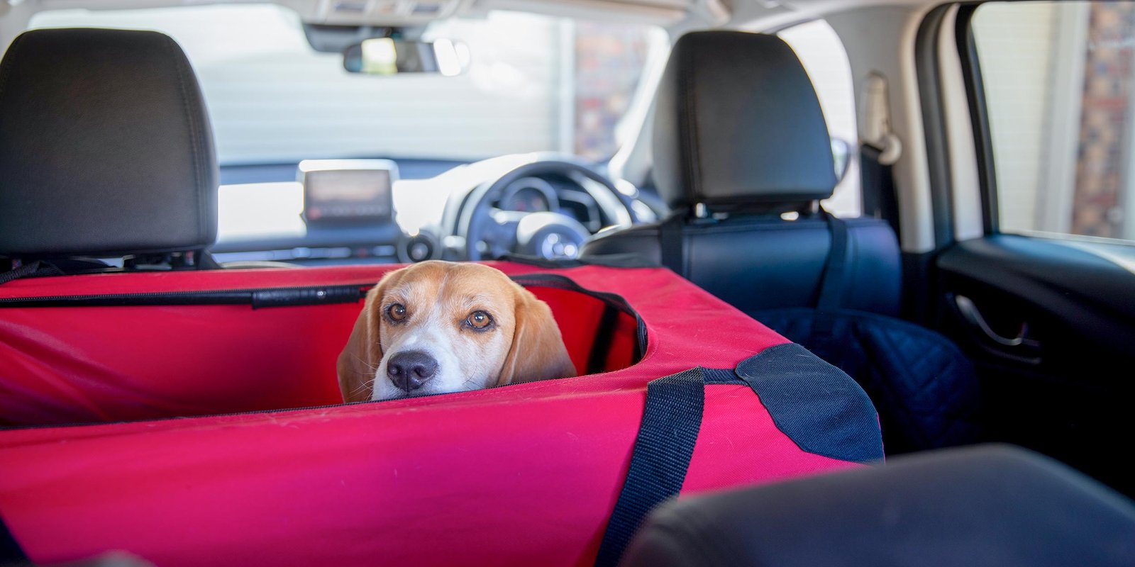 Best Way to Restrain a Dog in Your Car for Safety