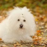 Bolognese (Bolo): Dog Breed Characteristics & Care