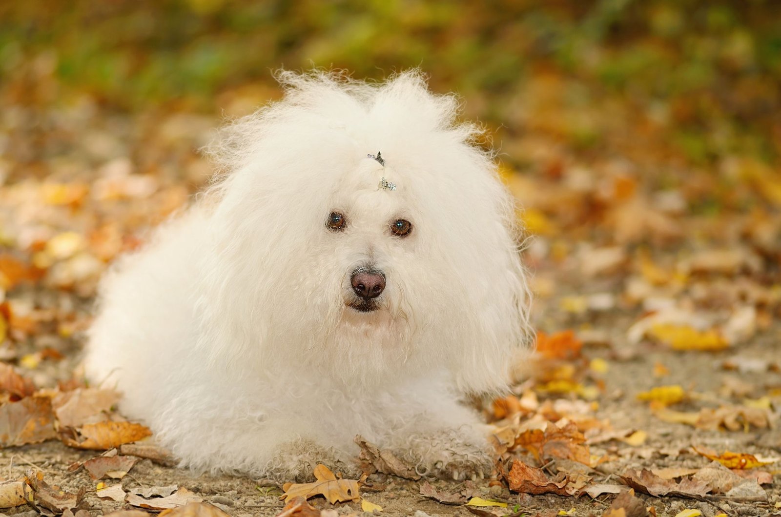 Bolognese (Bolo): Dog Breed Characteristics & Care