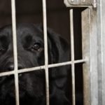 British Labrador Accidentally Sent on Wrong Flight to Saudi Arabia