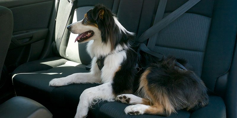 Buckling Up Your Pup: How Pet Safety Is Changing The Way We Travel