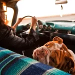Canine Car Sickness: Here’S What You Can Do About It