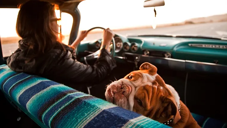 Canine Car Sickness: Here’S What You Can Do About It