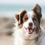 ‘Click’ Chemistry Wins Nobel Prize, Treats Dog Bone Cancer