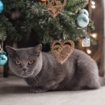Dealing With Pet Health Emergencies on Holidays