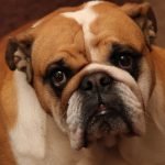 Dear Labby: Big Dog/Small Dog Etiquette