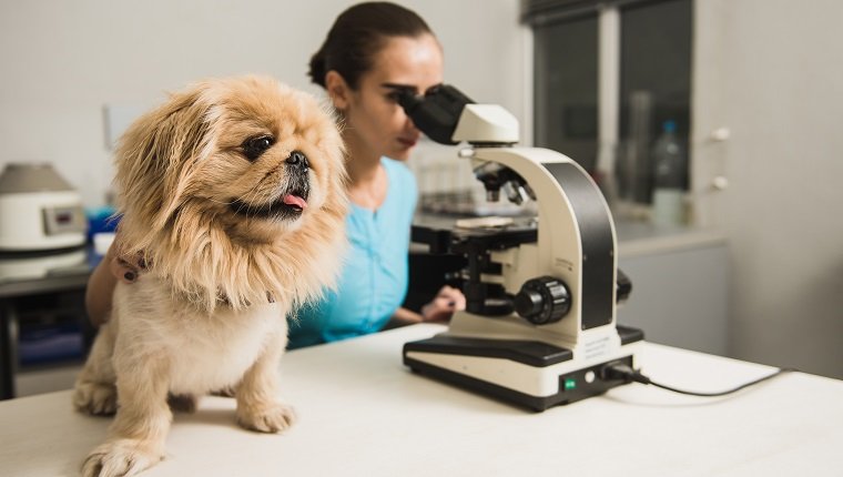 Dna Preservation For Dog Cloning Gains Popularity, But Is It The Right Thing to Do?