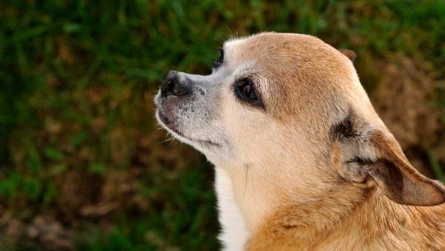 Do Dogs Get Smarter With Age? Their Parents Think So.