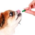 Do Dogs Need Vitamins And Supplements?