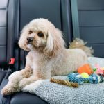 Privacy Policy Dog Car Sickness: Causes, Symptoms, Treatment, & Prevention