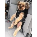 Dog Seatbelts & Car Restraints