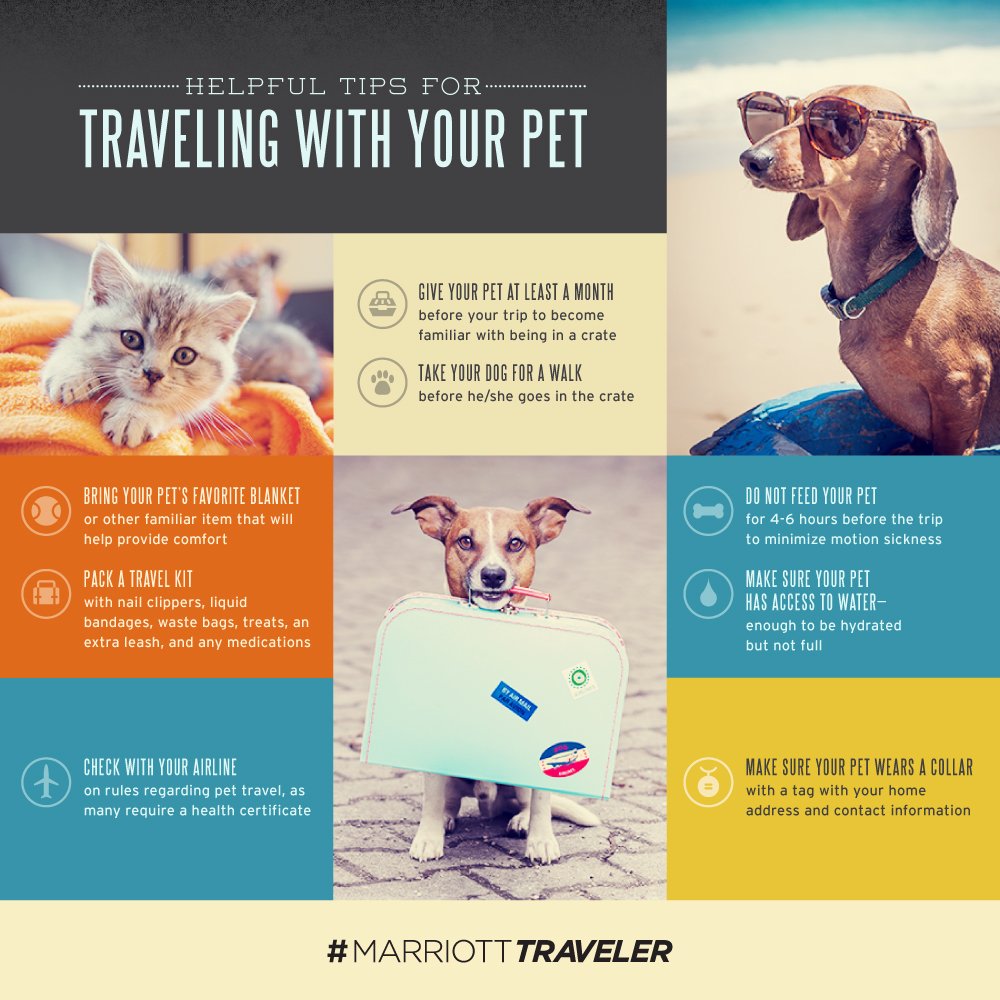 Dog Travel Tips