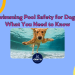 Dogs And the Pool: What You Need to Know