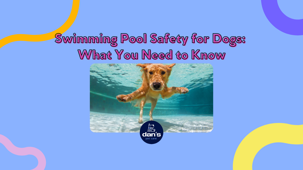 Dogs And the Pool: What You Need to Know