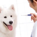 How to Check Your Dog'S Body Temperature