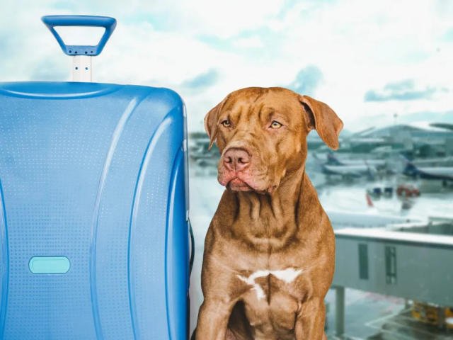 How to Keep Your Dog Safe While Flying