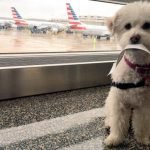 How To Travel With Your Dog: Flying With Your Dog